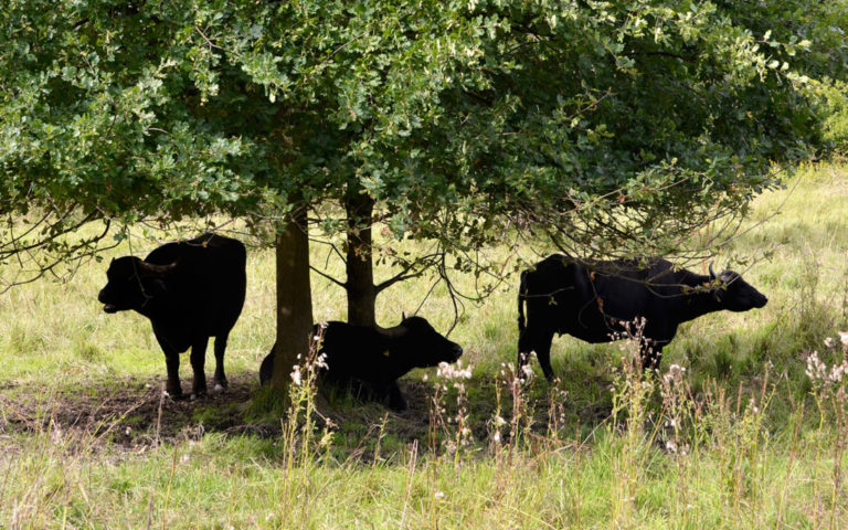 Water buffalo on the playground Berlin 2 768x480
