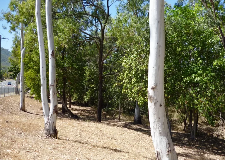 beasley park scaled 768x547