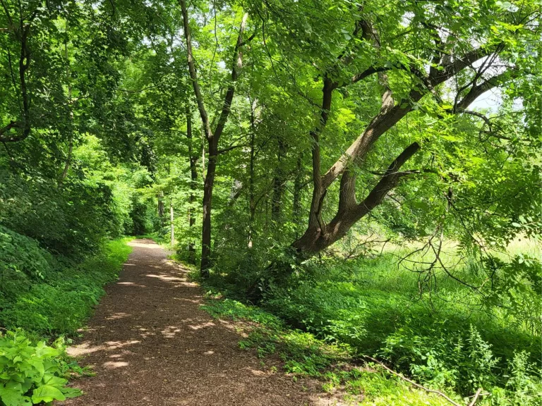 Rasmussen Woods 768x576